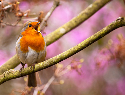 Robin image © Kurien Koshy Yohannan